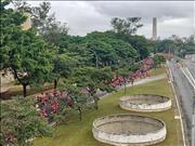 Pinguim20260125_C_028